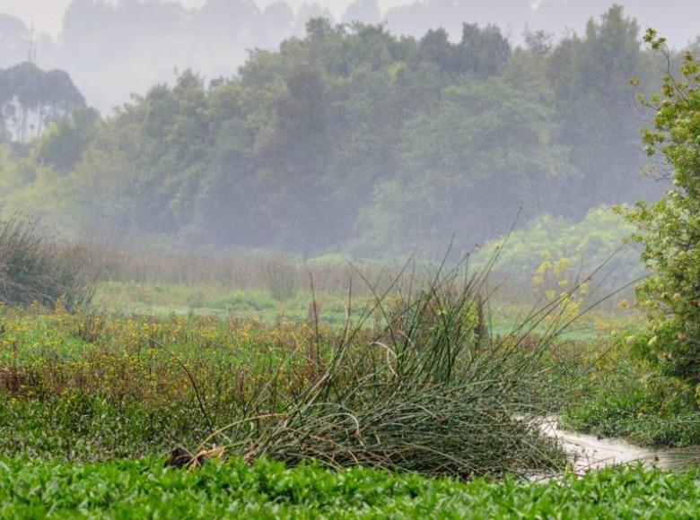 La densidad de plantas acuáticas en los humedales retienen el agua y además sirven de refugio y alimento de aves y fauna.