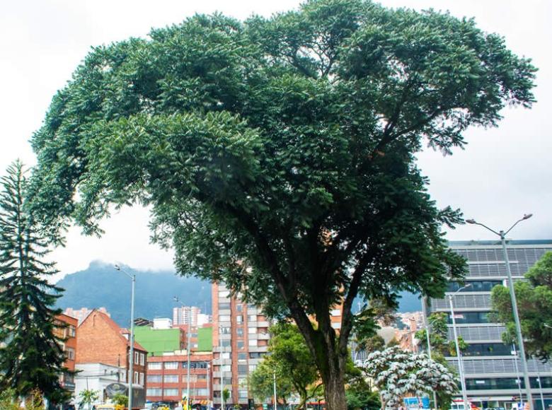 Cedro (Cedrela montana): árbol típico de los bosques andinos y subandinos. Una de las especies más apreciadas por los bogotanos por su porte y tamaño que alcanza hasta los 25 metros en edad adulta y una vida que supera los 100 años.