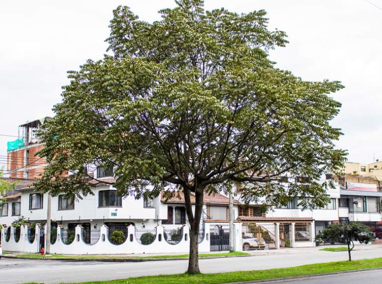 Nogal (Juglans neotropica): es el árbol emblemático de Bogotá, era sagrado para los Muiscas y es una especie nativa que vive más de 80 años y alcanza una altura de hasta 20 metros en su edad madura.