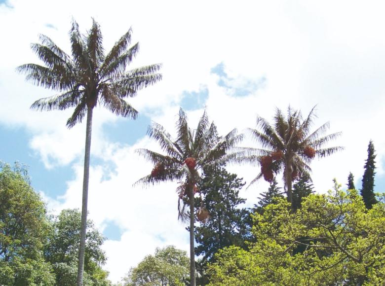 Palma de Cera (Ceroxylum quindiuense): árbol insignia de Colombia. Alcanza hasta 70 metros de altura, con una tasa lenta de crecimiento y una longevidad de 80 años aproximadamente. 