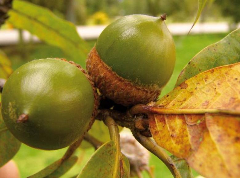 Roble (Quercus humboldtii): así luce la semilla de este árbol propio del bosque altoandino que puede vivir hasta 80 años y se caracteriza por ser hábitat de especies polinizadoras.