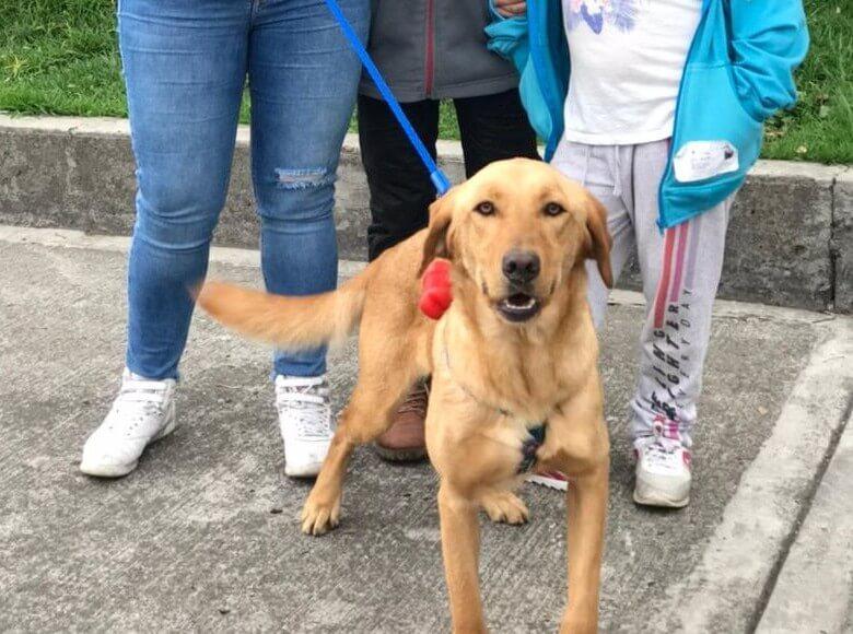 ¡Mona es divertida y juguetona! Hoy cuenta con un hogar amoroso.