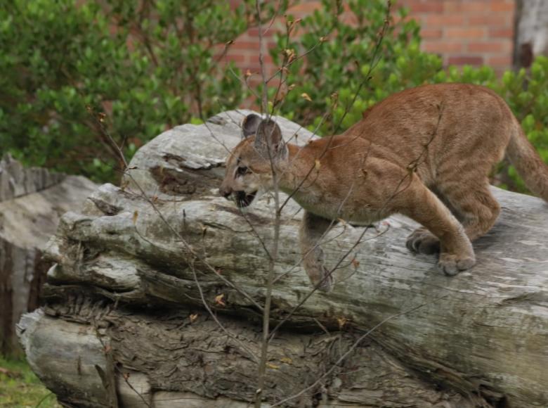 El animal ha desarrollado actividades de acicalamiento, acecho, corre, trepa y caza especies vivas y en descanso. Foto: Secretaría Ambiente