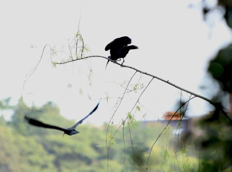 Estas aves pasean en busca de alimento. 