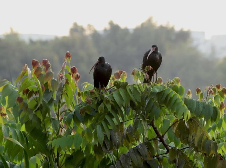 Los Ibis negros les gusta estar en compañía.