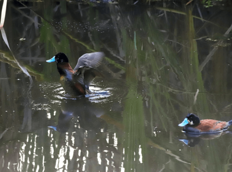 Esta especie es conocida como pato turrio y se caracteriza por su pico de color azul celeste.