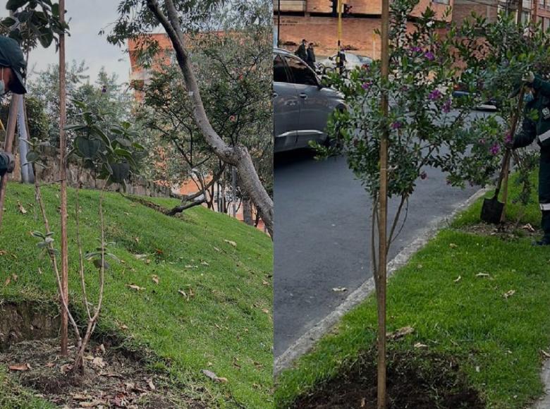 Además, el Distrito reverdeció la Cra 60 con 3a, sembrando más árboles y realizando algunos mantenimientos en sus jardines. Foto: Jardín Botánico