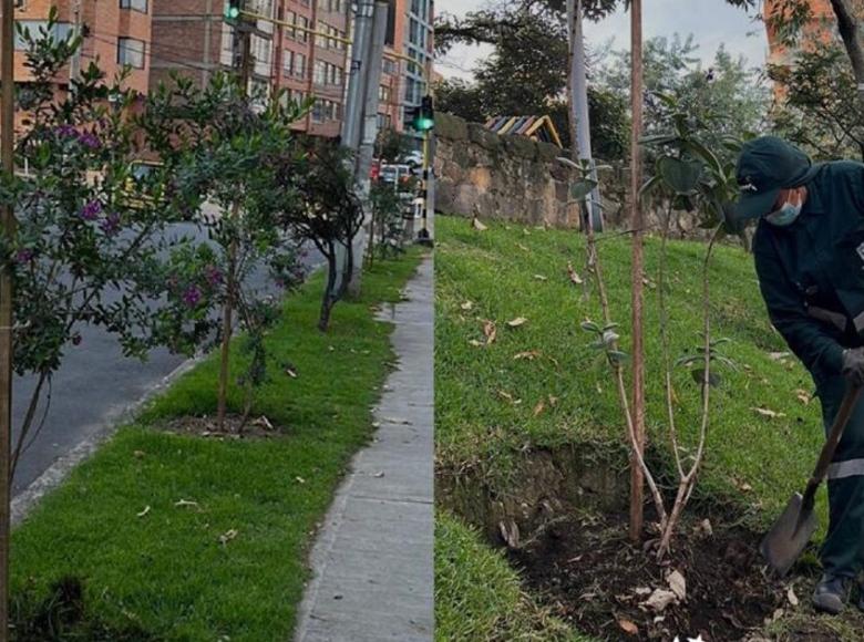 Las cuadrillas del Jardín Botánico trabajaron en seis puntos del sector haciendo trabajos de plateo, manejo de plagas, riego y deshierbe en diferentes zonas verdes, como en el Parque La Salle. Foto: Jardín Botánico