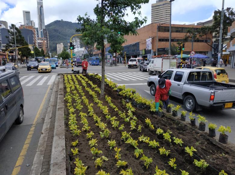 Más de 830 hiedras y durantas, cada una a una distancia de 29 centímetros y con un diseño lineal, fueron plantadas.