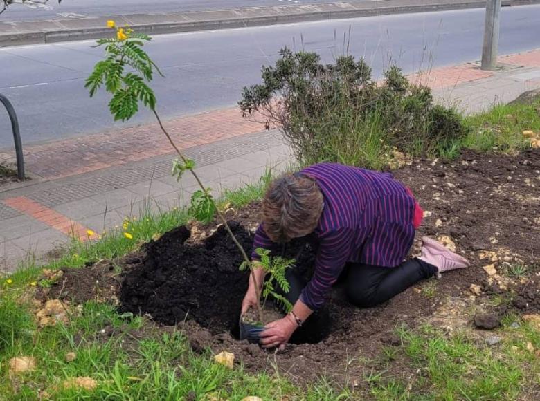 En lo corrido de 2022, cerca de 240 árboles han sido plantados como parte del compromiso de reverdecer de Bogotá que lidera la alcaldesa Claudia López.