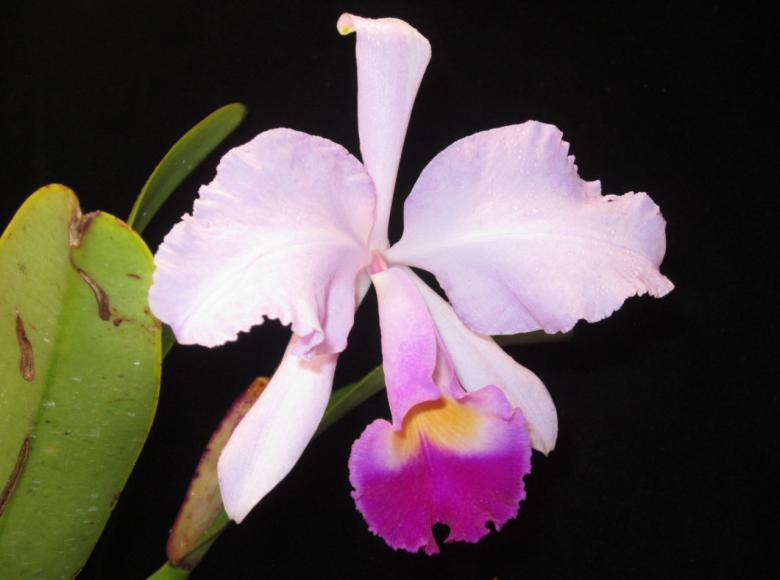 Especie: Cattleya trianae, también llamada la flor de mayo o lirio de mayo, es la flor Nacional de Colombia y estará presente en la XIX Exposición Nacional de Orquídeas en el Jardín Botánico.