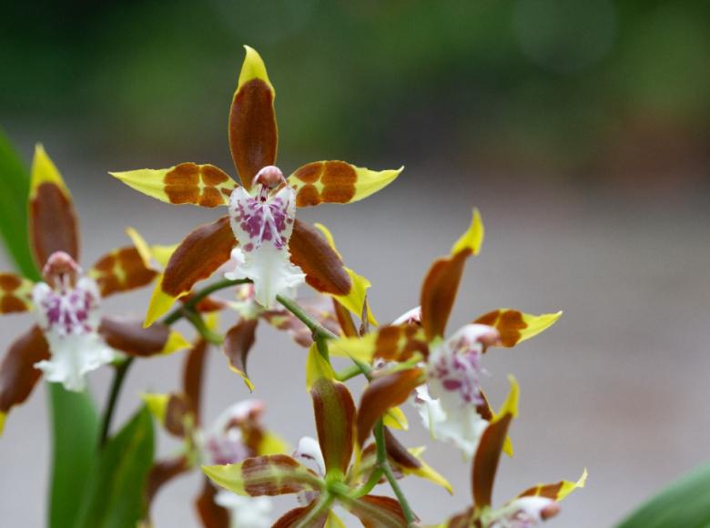 Especie: Odontoglossum. Flores de esta especie fueron recolectadas por la Expedición Botánica dirigida por José Celestino Mutis. Es considerada la flor emblemática de Bogotá.