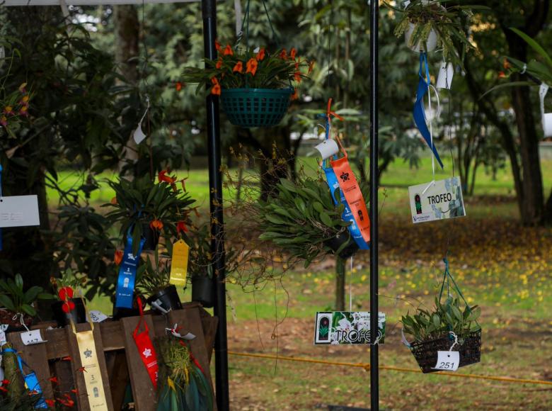 Las orquídeas recibieron trofeos y reconocimientos por parte de los jueces nacionales y extranjeros pertenecientes al Comité Colombiano CCO y la American Orchid Society AOS.