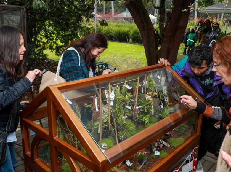 Orquídeas nacionales y extranjeras cultivadas cuidadosamente por expertos y coleccionistas, provenientes de 10 ciudades y departamentos del país, llegaron a engalanar esta exposición.