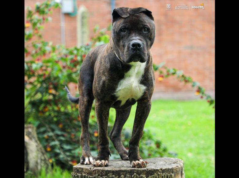 Soy Tigre, un pitbull de 7 años. Actualmente sufro de hipotiroidismo controlado, por lo que debo tomar mis medicamentos muy juicioso.