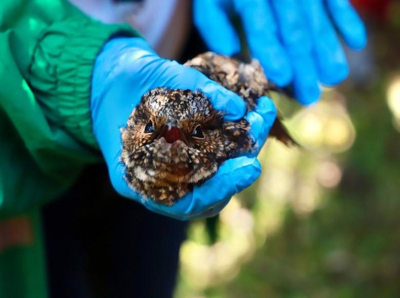 También fueron rescatadas dos chotacabras (aves) en cercanía al incendio que se presenta en la parte alta de la quebrada La Vieja. Aquí, una de las aves rescatadas. 