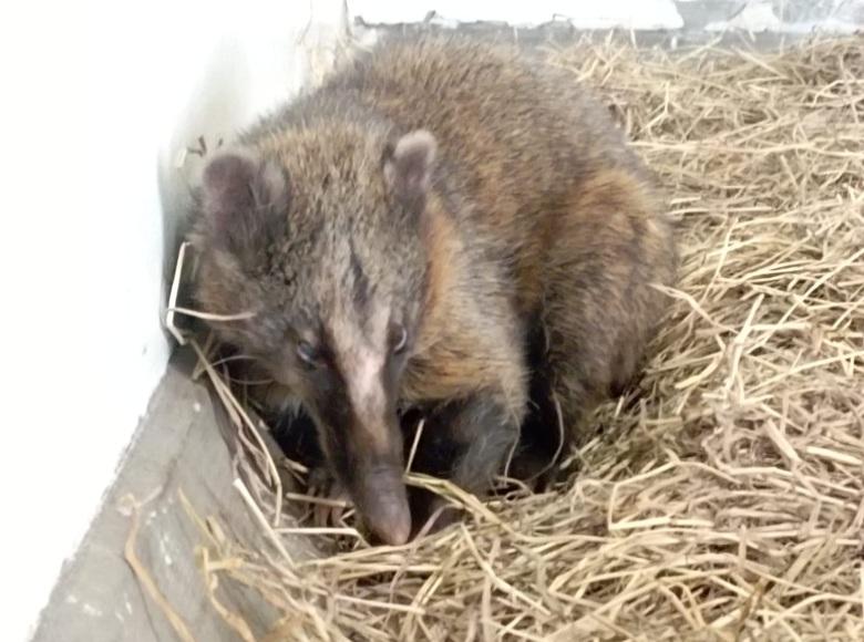 Otro de los animales atendidos fue un coatí de montaña o cusumbo. Los cuatro animales fueron trasladados al Centro de Atención, Valoración y Rehabilitación de Flora y Fauna Silvestre de la Secretaría de Ambiente