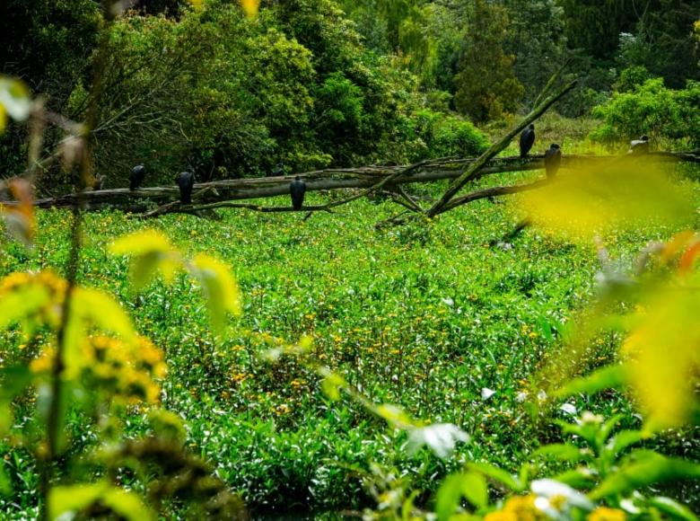 En el Día de los Humedales, te compartimos algunas fotos del humedal Meandro Del Say y La Conejera, resaltando datos importantes de estos ecosistemas 👉🏻