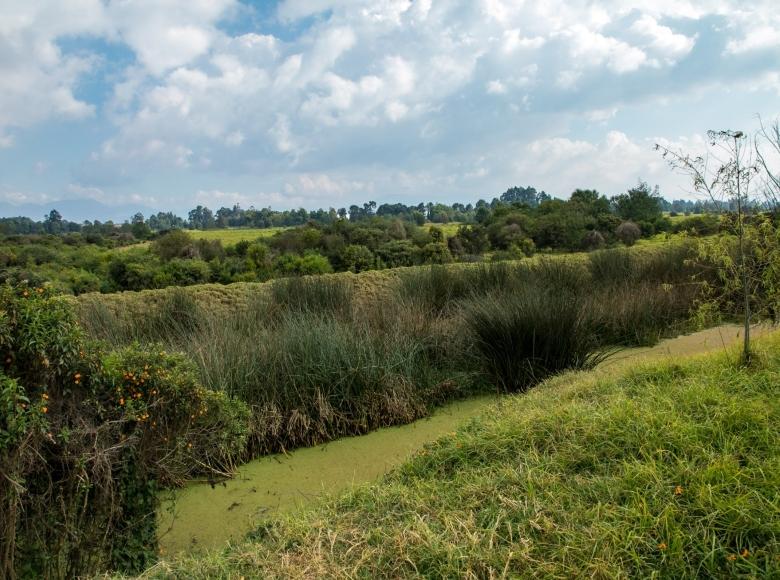 La presencia de estas 'zonas verdes' ayudan a fijar el dióxido de carbono que tiene impacto directo en el calentamiento del ambiente.