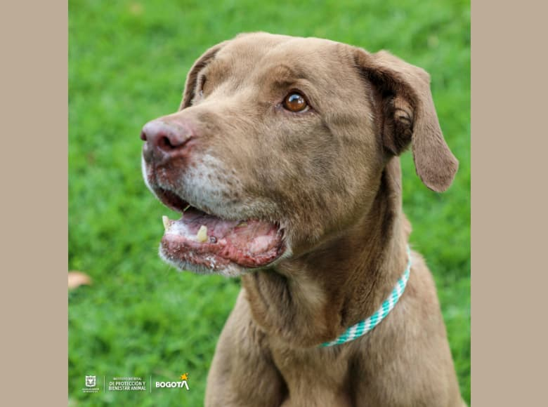 Shaira es una perrita de 8 años, lleva más mil quinientos días esperando que la adopten, llego a la unidad el 02/04/2019 por el programa de abandono y está en busca de una familia amorosa y responsable que le dé una segunda oportunidad.