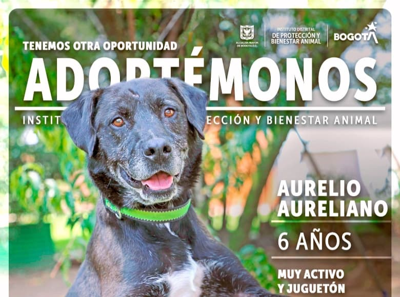 Aurelio Aureliano tiene seis años y es muy activo y juguetón. Lleva alrededor de 490 días en la Unidad de Cuidado Animal esperando una familia que le brinde amor para siempre. 