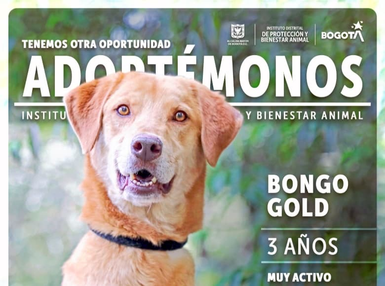 Bongo Gold tiene tres años y es muy activo. Lleva 280 días esperando encontrar un hogar para toda la vida ¡Anímate y dale una oportunidad! 