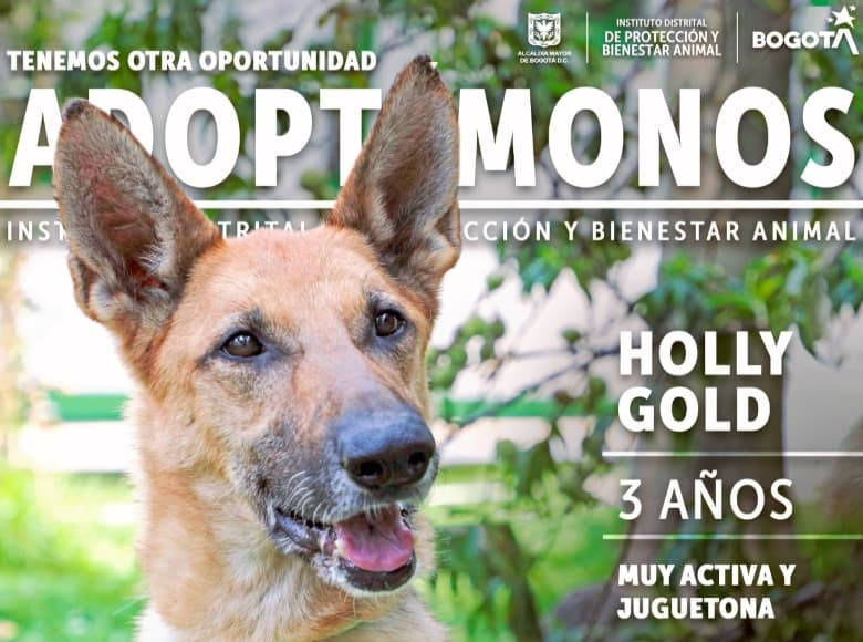 Holly Gold tiene tres años y es muy activa y juguetona. Son 280 los días que lleva en la Unidad de Cuidado Animal a la espera de una familia. 