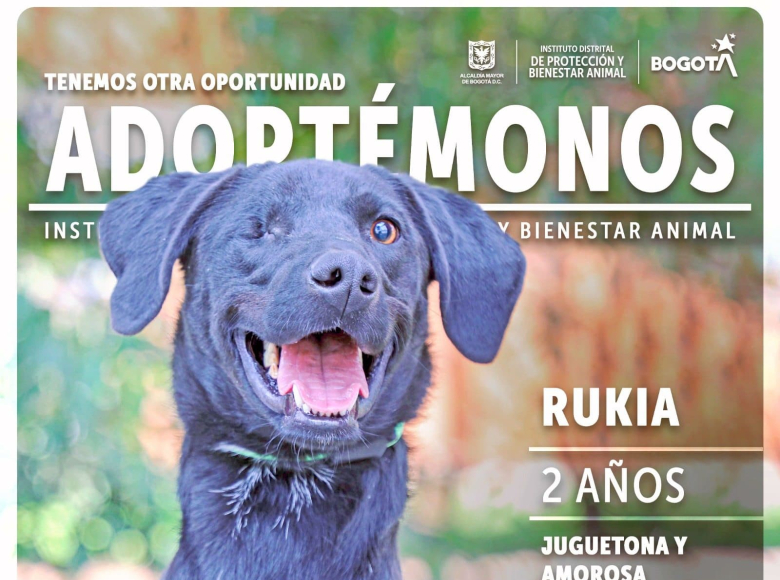 Rukia tiene dos años y es muy juguetona y amorosa. Lleva 41 días esperando que la adopten ¿Te imaginas viendo su hermosa sonrisa días tras día?