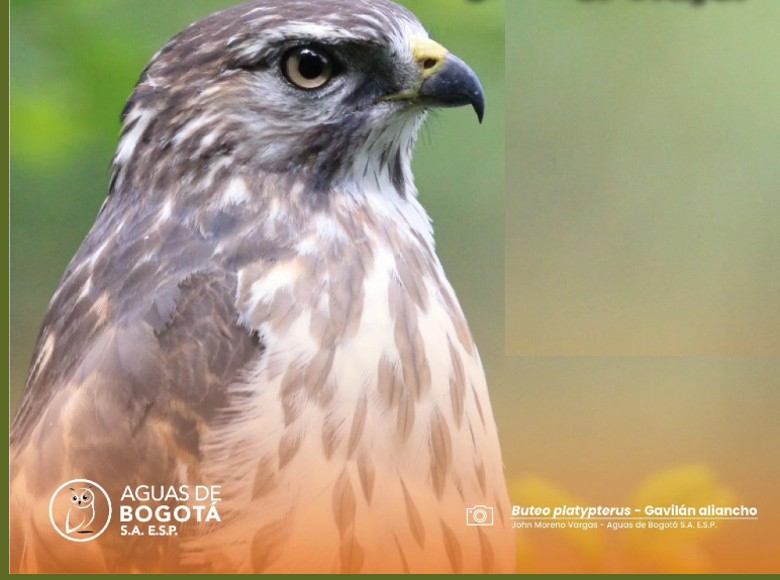 Las aves migratorias generan reservas de grasa corporal para resistir el viaje. 