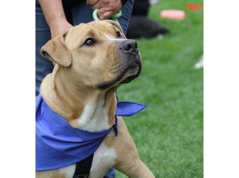 Banner es un perrito tiene una historia muy especial ya que tiene una condición médica, sus antiguos dueños lo maltrataban, lo que ocasionó ciertas afectaciones en su salud, por lo que requiere de tratamiento médico permanente.