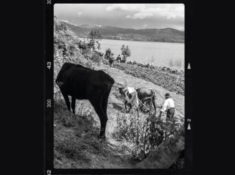 Fotografía de Daniel Rodríguez, Sin título, S. XX. Colección Museo de Bogotá. 