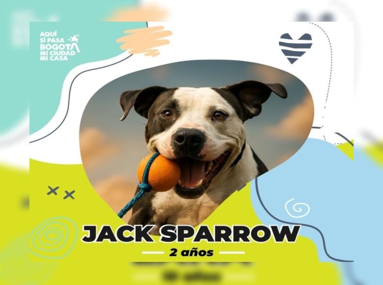 Jack Sparrow es un perrito noble que solo quiere amor y una nueva oportunidad. ¿Te animas a brindarle un hogar?