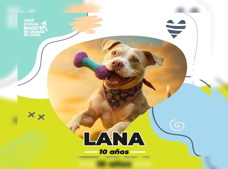 Después del abandono, Lana merece una vida tranquila y llena de amor. Es una perrita dulce, amorosa y sensible.