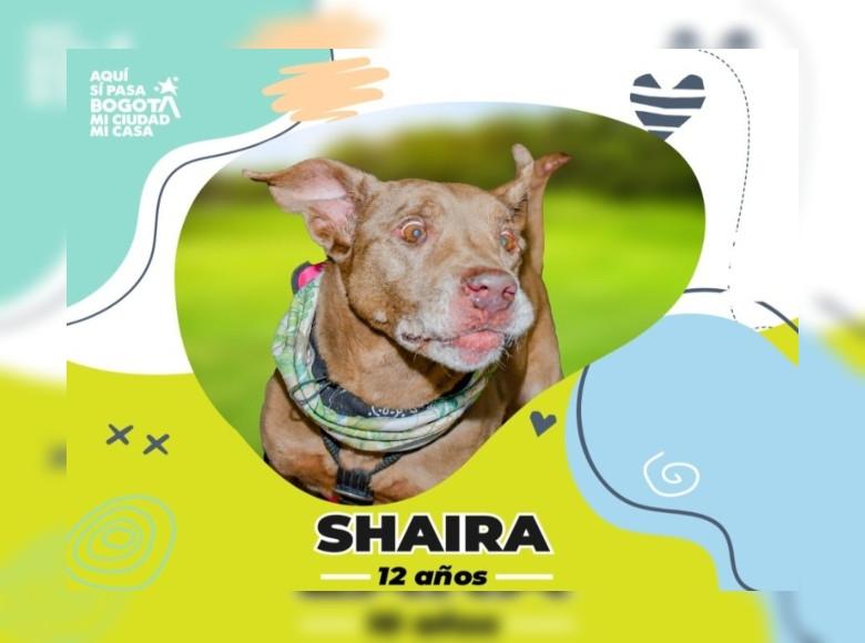 Shaira lleva mucho tiempo esperando una segunda oportunidad. Fue abandonada y amarrada en una terraza; ahora está recuperada física y emocionalmente. 