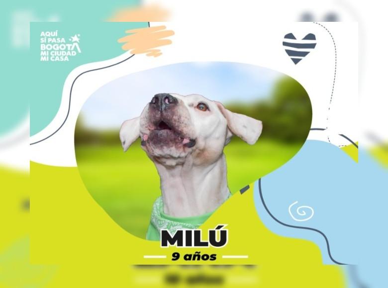 Milú ya sanó por fuera, ahora falta sanar su corazón con una familia que le entregue todo lo que se merece. 