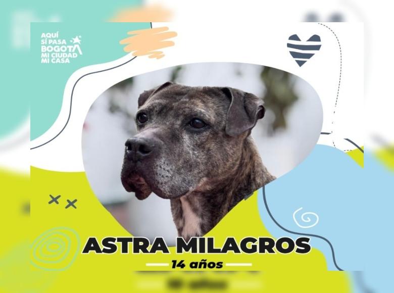 Desde 2019, Astra Milagros espera un hogar que le brinde cariño toda la vida. Fue encontrada en la calle con una grave herida en la cabeza, gracias al IDPYBA se recuperó. 