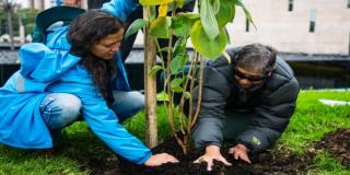 Alcaldía de Enrique Peñalosa ha plantado más de 300 mil árboles