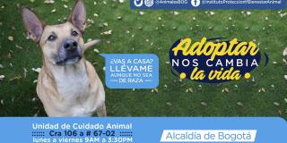 Protección animal sin precedentes en Bogotá gracias al accionar del Instituto Distrital de Protección y Bienestar Animal. 