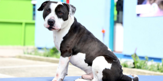 Perro de pelaje negro y blanco disponible para adopción Protección Animal.