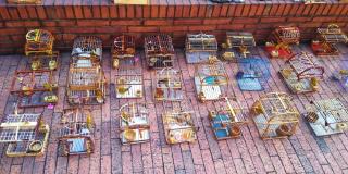 Canarios rescatados en Bogotá permanecían en jaulas