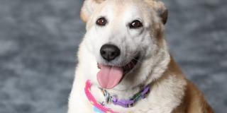 Imagen de una perrita beneficiada con los programas de ayuda del Distrito