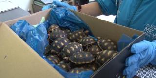 Tortugas rescatadas en Bogotá