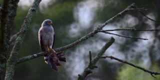 Foto de un halcón y su presa sobre la rama de un árbol demuestra la biodiversidad en Bogotá.