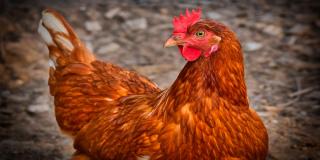 Rescatadas tres aves de corral por supuesto abuso sexual