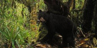 Desde el distrito crece el apoyo para la defensa de los derechos del oso Chucho.