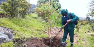 Plantan árboles en los Cerros Orientales