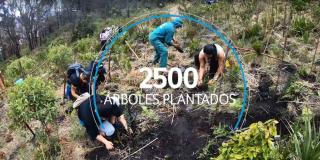 El Jardín Botánico y Full Gas sembraron 2.500 árboles - Foto: YouTube Jardín Botánico de Bogotá.