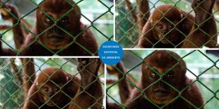 Monos de trasladados desde los departamentos de Antioquia, Caldas y Cundinamarca hasta el Meta, donde tendrán una oportunidad de volver a la libertad en la Reserva Natural Rey Zamuro Matarredonda