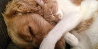 Esterilización masiva de perros y gatos en Bogotá