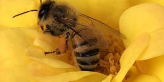 Imagen de una abeja interactuando con una planta